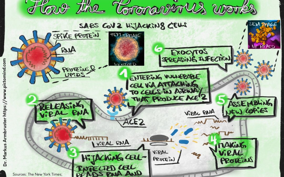 Explanatory drawings: how the Coronavirus works